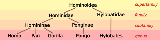 Hominoid taxonomy 4.svg