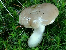 Kvapioji guotė (Hygrophorus agathosmus)