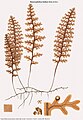 Hymenophyllum badium Hook. & Grev.