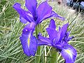 Iris del Pirineu