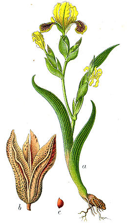 Deutschlands Flora in Abbildungen, 1796.