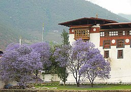 Jakarandabome wat blom in Bhutan.