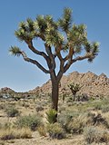 Miniatura Park Narodowy Joshua Tree