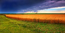 Wheat production in Kansas Kansas Summer Wheat and Storm Panorama.jpg