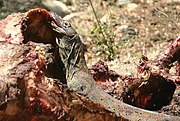 Young Komodo dragon photographed on Rinca feeding on a water buffalo carcass