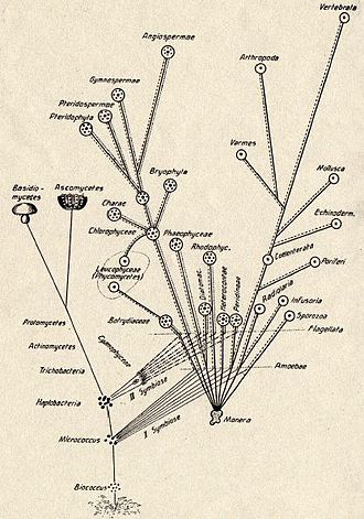 Konstantin Mereschkowski's 1905 tree-of-life diagram, showing the origin of complex life-forms by two episodes of symbiogenesis, the incorporation of symbiotic bacteria to form successively nuclei and chloroplasts Konstantin Mereschkowski Symbiogenesis Tree of Life.jpg