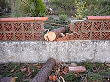 Color photograph of a wall section damaged by a downed tree