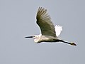 Little Egret I IMG 5376.jpg