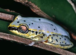 Heterixalus madagascariensis