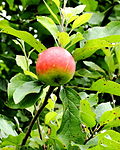 Malus domestica 'Ранний Старк'. Locatie De Kruidhof 02.JPG