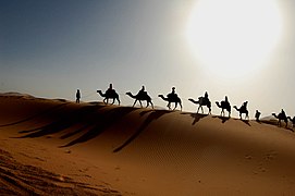 Caravane de dromadaires dans le désert marocain.