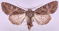 Mniotype adusta.jpg