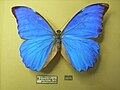 Miniatura para Morpho anaxibia