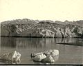 Photographie du glacier Muir par Frank La Roche vers 1897.