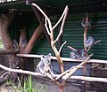 Mother and baby Koalas at Lone Pine Koala Sanctuary