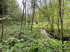 Thielenölmühlenbach durchfließt einen sumpfigen Erlenwald am südl. Ende des NSG