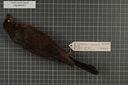 Naturalis Biodiversity Center - RMNH.AVES.10677 - Turdus merula merula Linnaeus, 1758 - Turdidae - bird skin specimen.jpeg