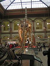 Berlin Naturkundemuseum Brachiosaurus (2005)