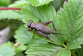 Waldgrille (Nemobius sylvestris)