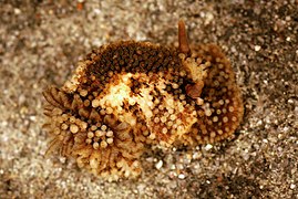 Onchidoris bilamellata, un Onchidorididae