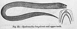 Ophisternon bengalense