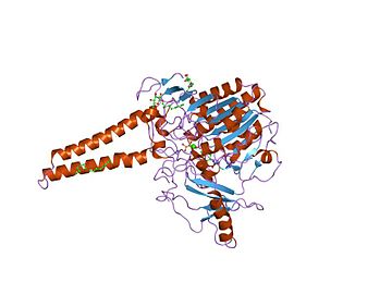 Adrenal steroids wiki