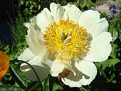 Paeonia ×arendsii "Claire de Lune", single flowered