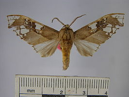 Parathyris cedonulli