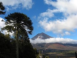 Paisaje con bosque de araucarias y un volcán que sobresale de una capa de nubes, similar a donde habría vivido el Argentinosaurio