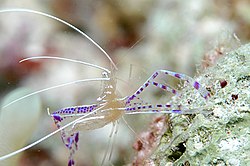 Periclimenes pedersoni, um camarão limpador da subfamília Pontoniinae.