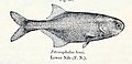 Petrocephalus bovei