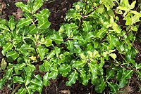 Pittosporum heterophyllum