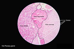 Histologija hipofize