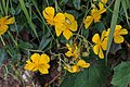 Devaterník (Helianthemum sp.). VZ