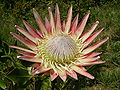 Protea cynaroides (čeleď proteovité)