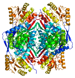 Белок ALDH1A2 PDB 1bi9.png