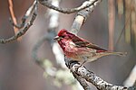 Miniatura para Carpodacus purpureus