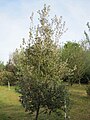 Quercus ilex