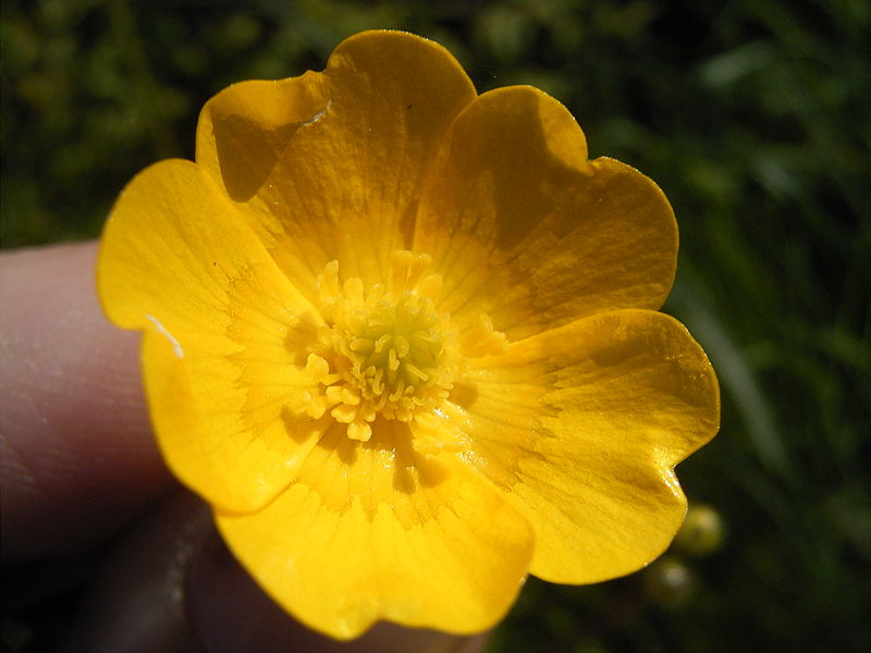 Fil:Ranunculus acris closeup.jpg