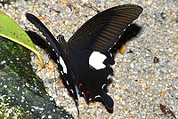 Papilio helenus, avec la macule blanche des ailes antérieures bien visible