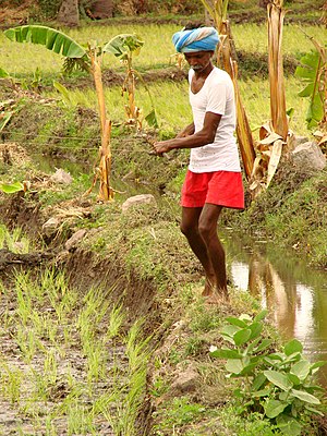 Rice farmer near Hampi Village, India. July 2008.