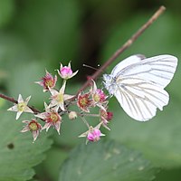 淡紅色の花を吸蜜中のモンシロチョウの仲間