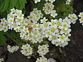 Saxifraga paniculata