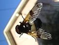 Schwarz-Weisse Gemeine Waldschwebfliege (Volucella pellucens)