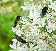 Sciara hemerobioides