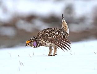 Sharp-tailed Grouse (2).jpg