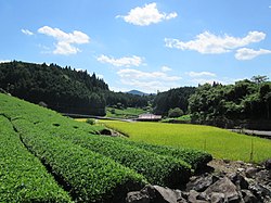 Shirakawa Hirono tea farm