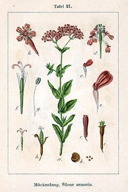 Darželinė naktižiedė (Silene armeria)