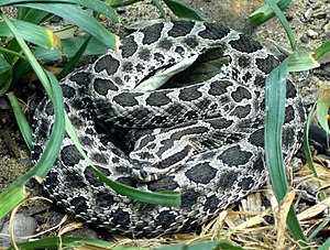 Massasauga rattlesnake (Sistrurus catenatus)