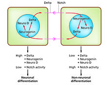 The Notch-delta system in neurogenesis (Slack Essential Dev Biol Fig 14.12a) Slack Essential Dev Biol Fig 14.12a.jpg